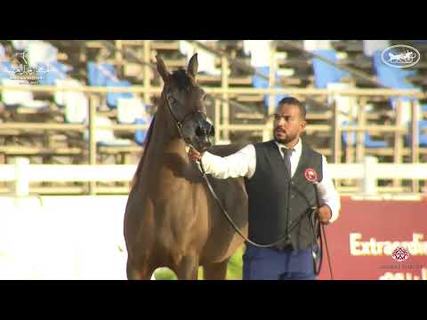 N 61 NAJMAT AL BAYDAA   7th Bahrain Breeders Show 2021   Mares 4 6 Years Old Class 4