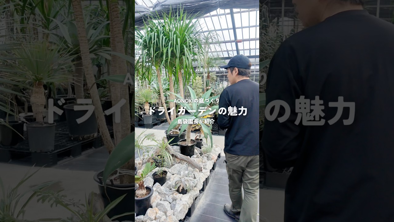 【島袋園長が紹介】AONOKIの庭づくり　ドライガーデンの魅力