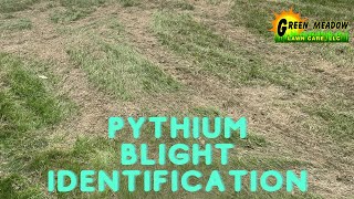 Preventing Pythium Blight Lawn Disease