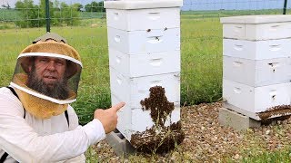 BEE KEEPING - IS THIS NORMAL?