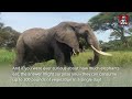 10 Bizarre Facts About Elephants You Never Knew Existed
