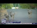 Scientists find COVID variant in deer | FOX 13 Seattle