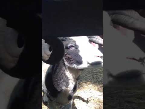 No Goat, And We Repeat, No Goat Baaaas As Hilariously As This Goat Does