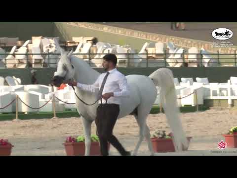 N 241 WORTEX KALLISTE   The 13th Makkah International Region Championship   Stallions 7 9 Years Old