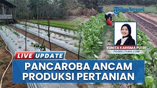 Petani Mempaya Hadapi Tantangan Berat, Tanaman Rontok akibat Hujan Deras dan Angin Kencang