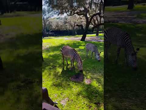 The view 🫶🏽 #animalkingdom #zebra #giraffe #video #shorts