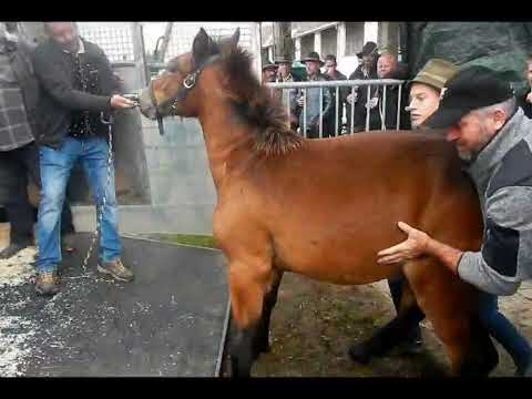 Fohlenrettung in Feldkirchen