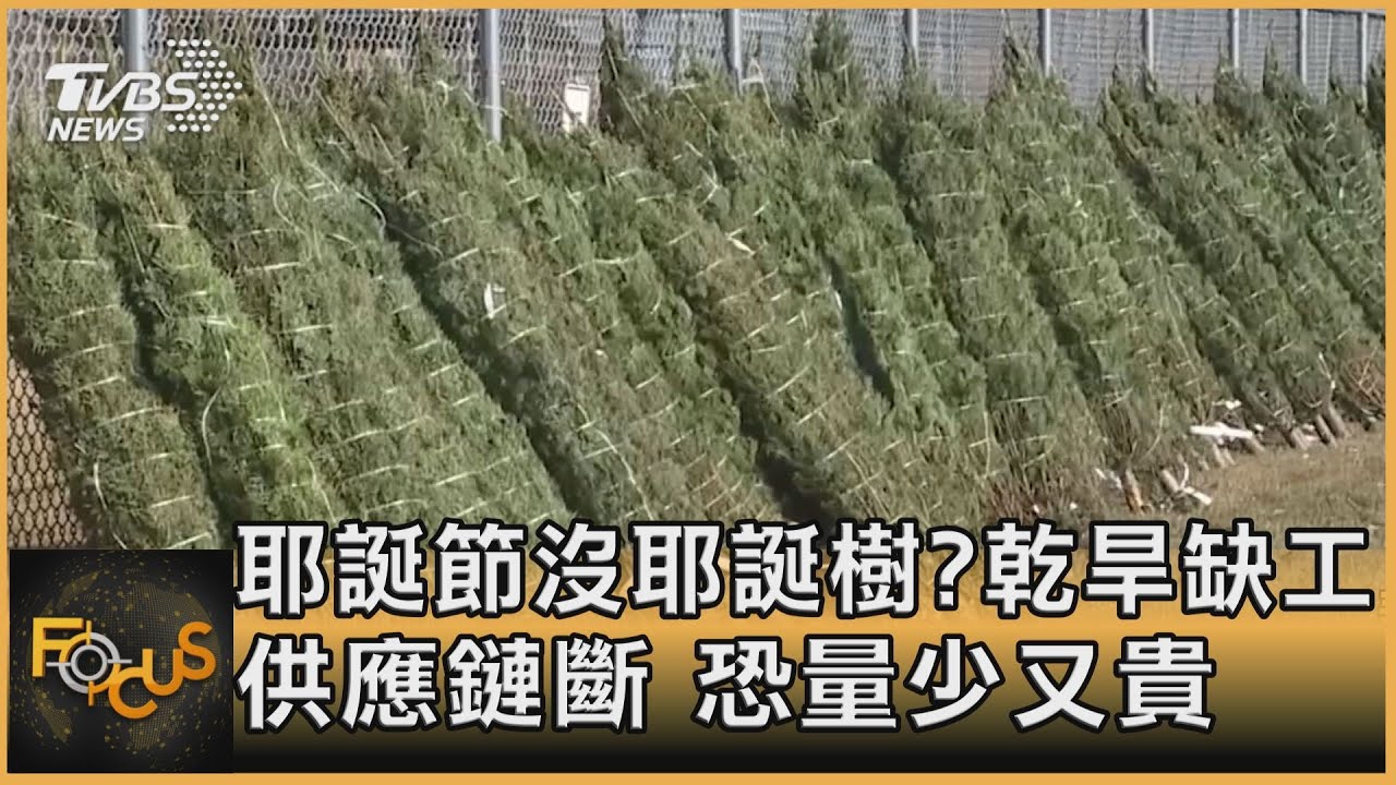 耶誕節沒耶誕樹?乾旱缺工.供應鏈斷 恐量少又貴