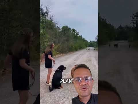 Foca no cão amarelo