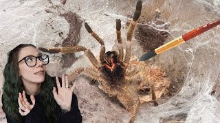 Very BITEY Starburst Baboon Tarantula does NOT like being poked