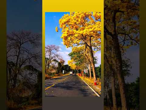 𝗖𝗔𝗠𝗜𝗡𝗢 𝗔 𝗟𝗔 𝗚𝗢𝗠𝗘𝗥𝗔 𝗘𝗦𝗖𝗨𝗜𝗡𝗧𝗟𝗔 𝗚𝗨𝗔𝗧𝗘𝗠𝗔𝗟𝗔 🇬🇹 🌳🎋☀️😍