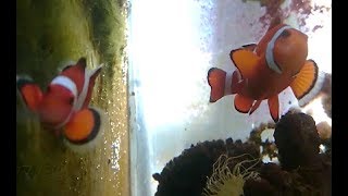 【観察】クマノミ癒される・・・。part2 Yellow-tailed Anemone Fish