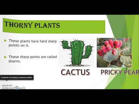 image-What are thorns answer?