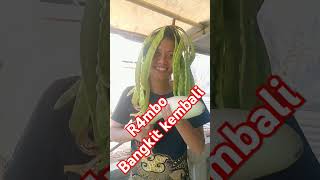 Download lagu R4ambo Bangkit Kembali #funny #comedy #viral#kocak#lucu#ngakak#Bang Amin mp3