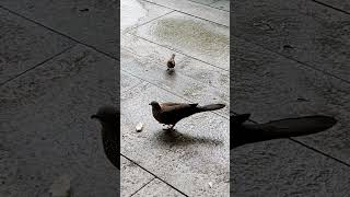 Fly away carrying the bread 🍞#shorts #funny #satisfying #birdsounds