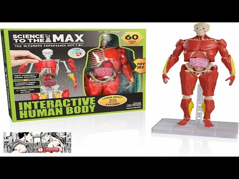Be Amazing! Toys Interactive Human Body 60 Piece Fully Poseable Anatomy Review