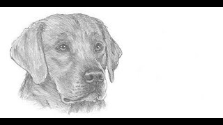 Jak narysować psa krok po kroku | Kurs rysunku ARTAKADEMIA