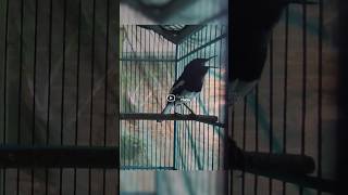 Download lagu KACER ISIAN KENARI SAMBUNG KAPAS TEMBAK #suaraburungkacer #kacer #burungkacer #kacergacor mp3 Download lagu KACER ISIAN KENARI SAMBUNG KAPAS TEMBAK #suaraburungkacer #kacer #burungkacer #kacergacor mp3