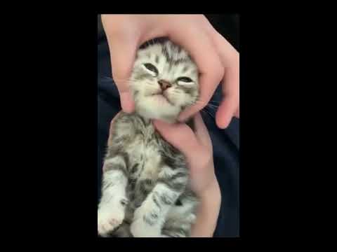 Cute Cat Compilation - Awesome Pet life's Videos