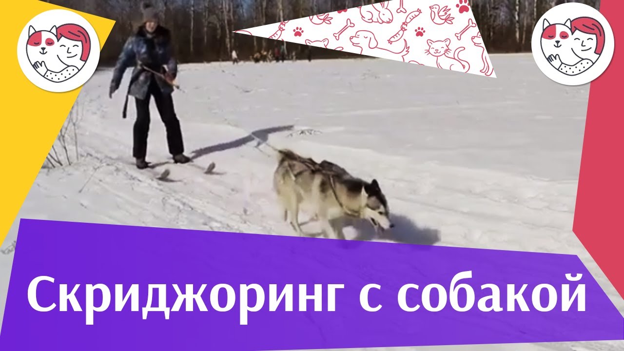 тренировка скиджоринг и каникросс ЗС Последний рубеж