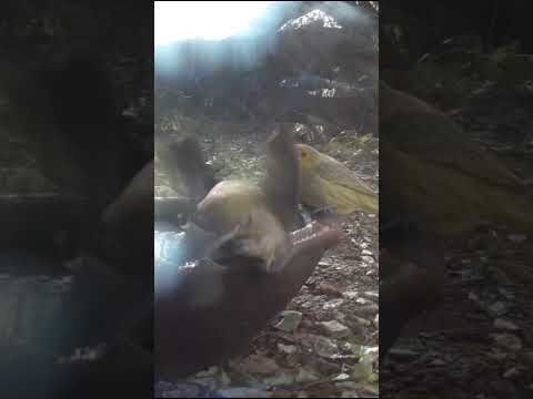 Birdday 025 Jilguero dorado yunta 1407 2025