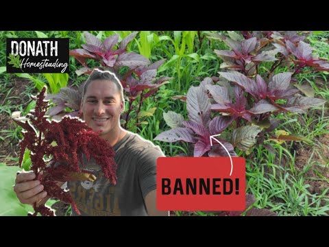 Harvesting Amaranth with no Specialized Equipment, The Ancient Grain Banned by Conquistadors
