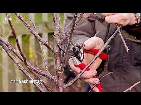 NDR Mein Nachmittag– Junge Obstbäume richtig zurückschneiden (Live aus Uelzen Nds.)