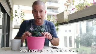 הטריק שלא סיפרו לנו על גידול צמחים באדניות!!!