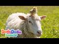 The Animal Families Farm Edition Dooby Dooba Explorer