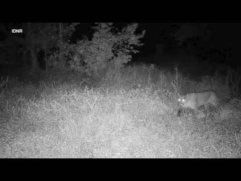 Mountain lion detected in Springfield, department of natural resources says