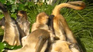 spider monkey orgy