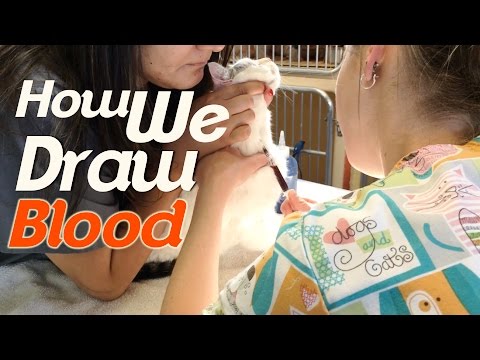 Drawing Blood From Your Pet