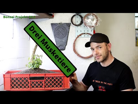 Die Hainbuchen Challenge - Die drei Musketiere [Ein Jahr lang] |  Bonsai Projekt #4.2