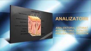 Analizatorul cutanat, olfactiv și gustativ.