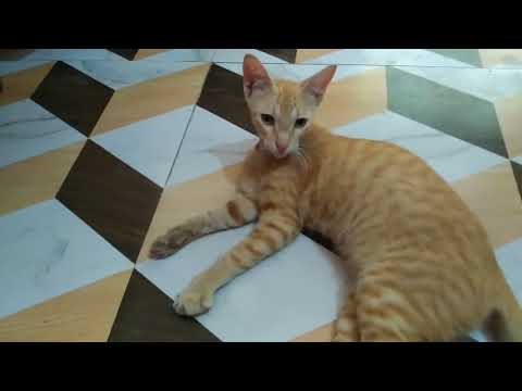 wwe 😵 with chunnu  🐱 and 🐱 moni | #catvideos |#cutecats |#cat |