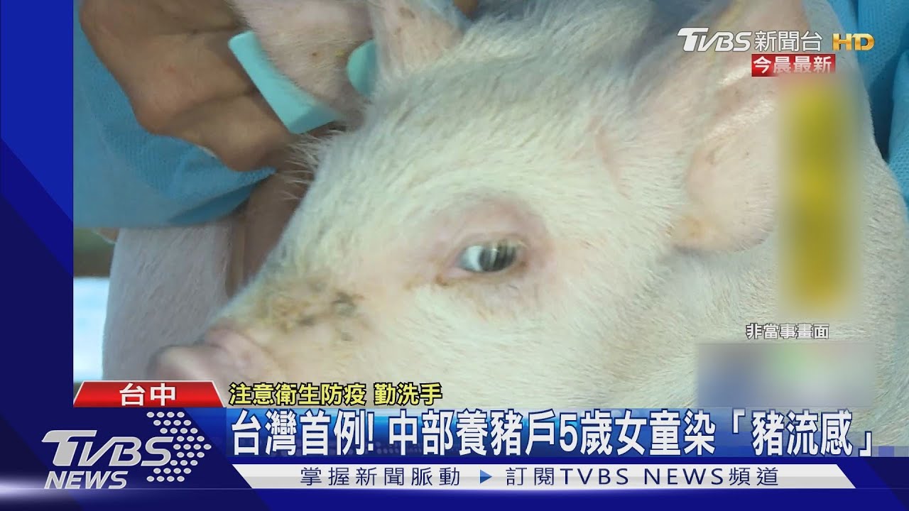 台灣首例！　中部養豬戶5歲女童染「豬流感」