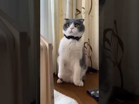 cat sudden shock 🙀