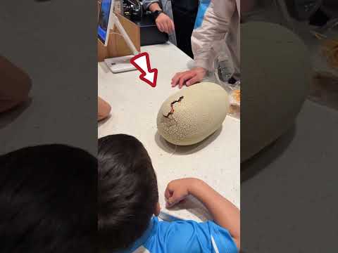 This Kid Found A Dinosaur Egg 😮