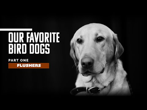 Our Favorite Bird Dogs Pt. 1 — Flushers