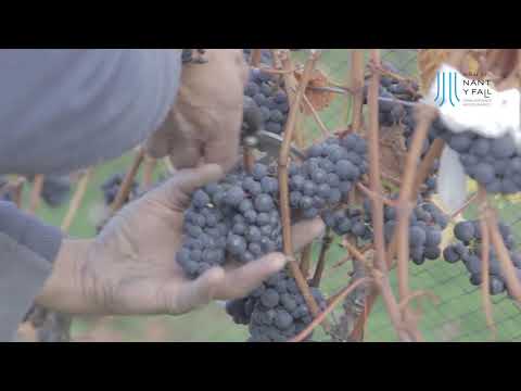 download lagu mp3 mp4 Nant Y Fall, download mp3 Nant Y Fall free downloadn, video klip Nant Y Fall