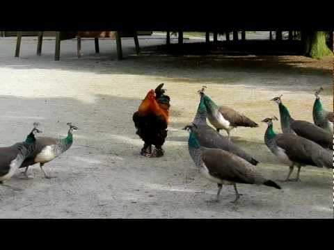 Un grupo de pavoreales ataca a un gallo