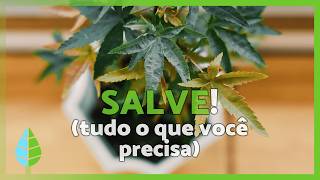 Miniatura do vídeo