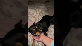 Video preview image #1 Chihuahua-Unknown Mix Puppy For Sale in Aurora, CO, USA