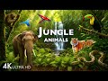 JUNGLE ANIMAL DISCOVERY 60FPS 4K ULTRA HD 4K ANIMALS