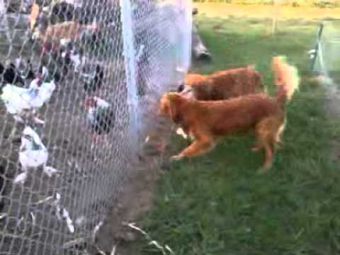 Greta the pissed off brooding hen! Part 2