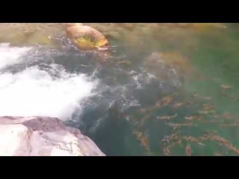 Machinder Dev in Joginder Nagar Valley