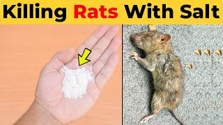 Killing Rats with Salt - What Kills Rats Instantly (Home Remedies)