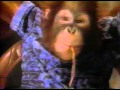 Little Caesars Commercial With Orangutan Named Roger 1993