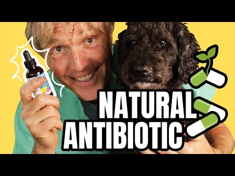 Natural Antibiotics to PREVENT and TREAT Infection