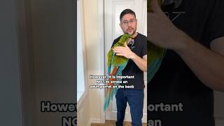 Why Do I Touch This Macaw on His Back?